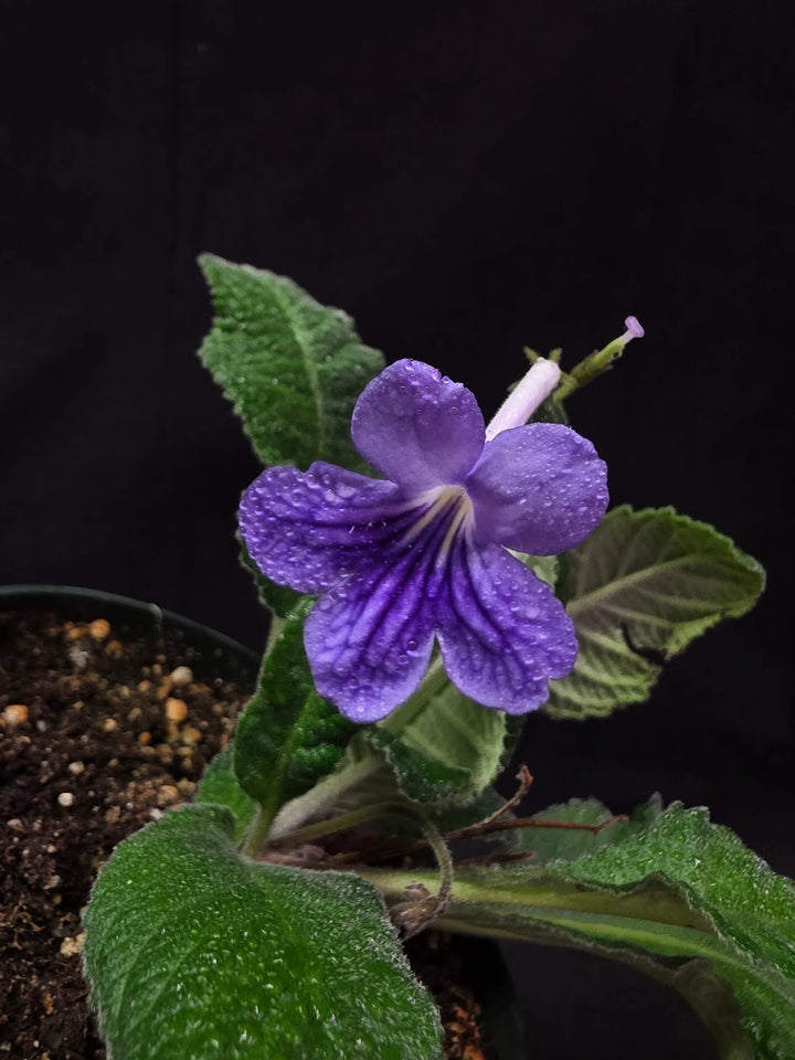Streptocarpus Blue Ice #01