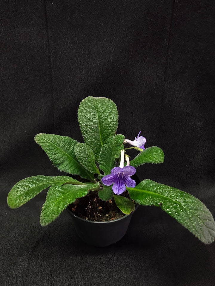 Streptocarpus Blue Ice #02