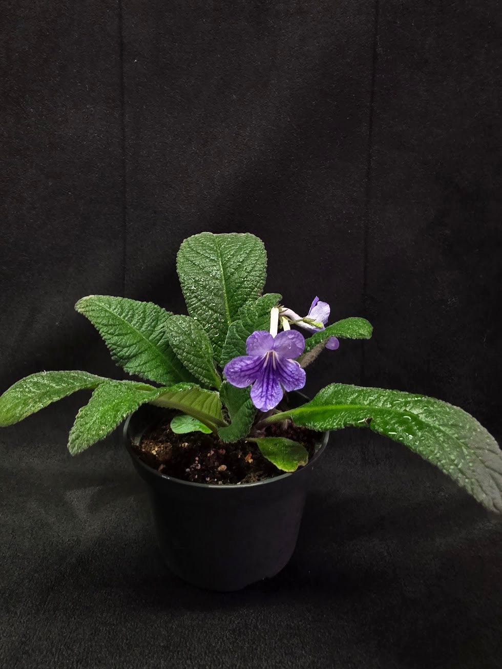 Streptocarpus Blue Ice #02