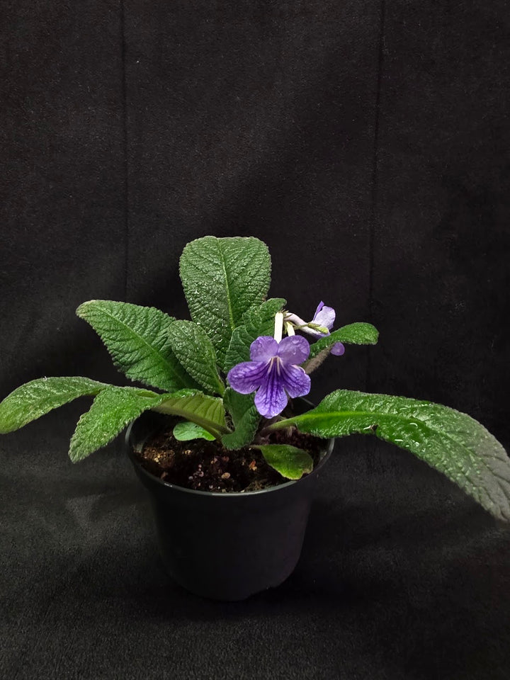 Streptocarpus Blue Ice #02