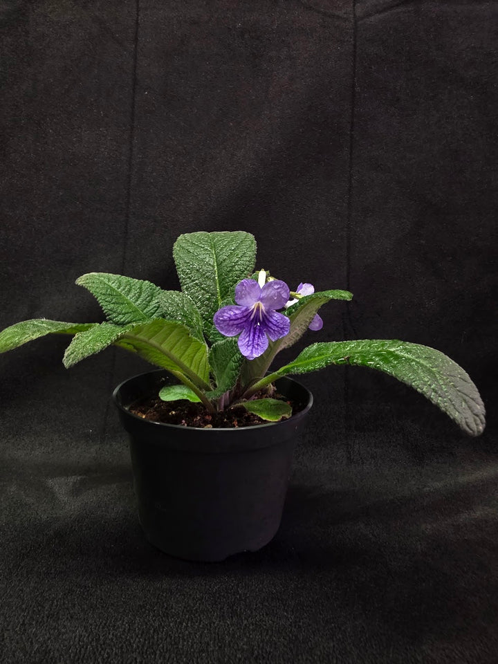 Streptocarpus Blue Ice #02