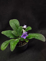 Streptocarpus Blue Ice #02