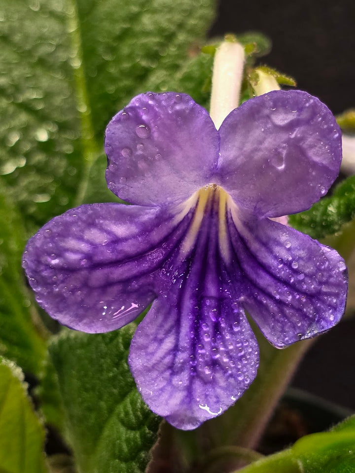 Streptocarpus Blue Ice #02
