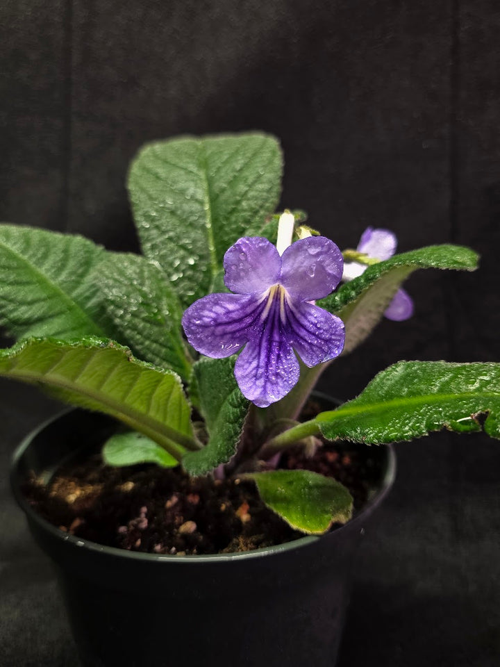 Streptocarpus Blue Ice #02