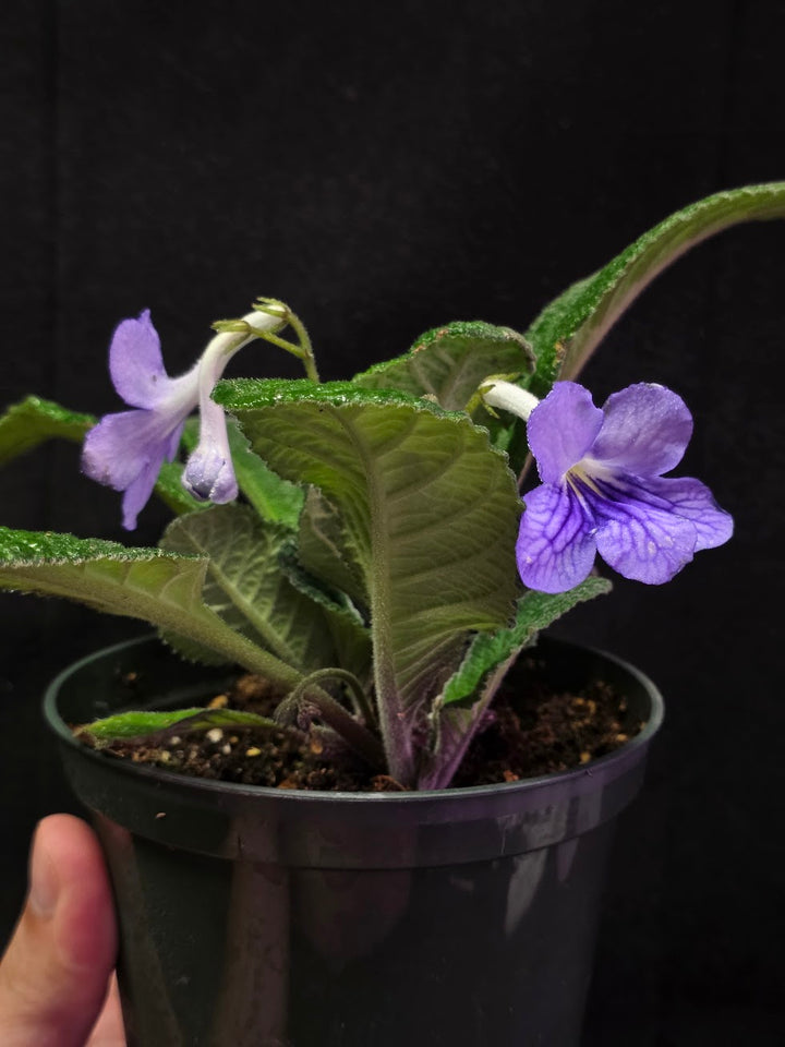 Streptocarpus Blue Ice #02