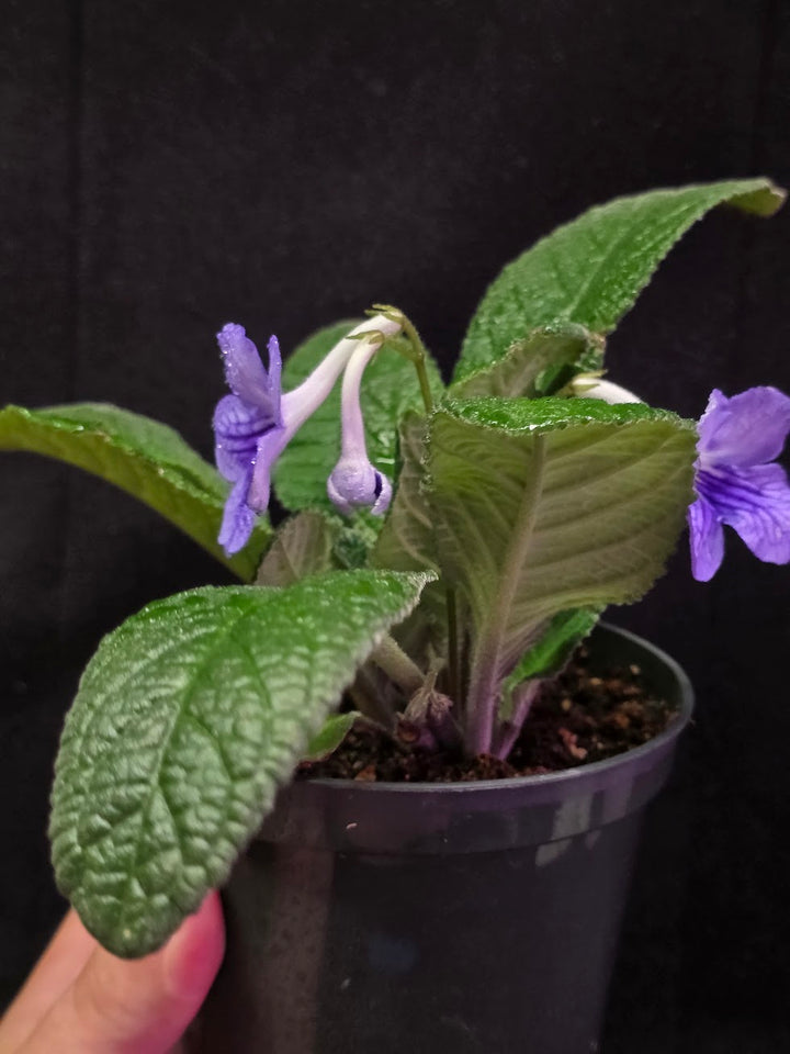 Streptocarpus Blue Ice #02