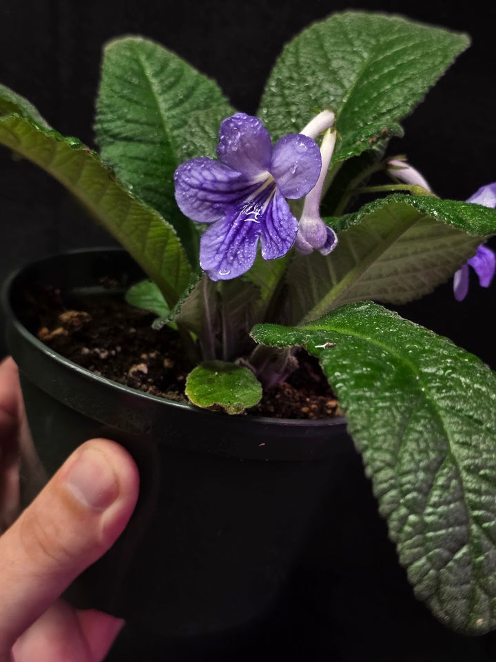 Streptocarpus Blue Ice #02