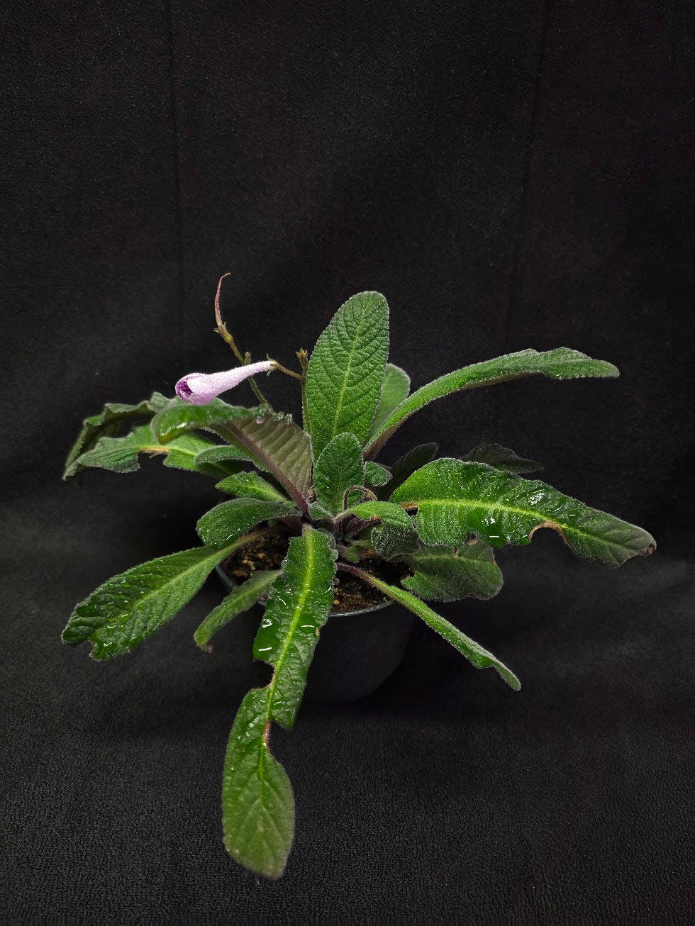 Streptocarpus Cherry Ice #01