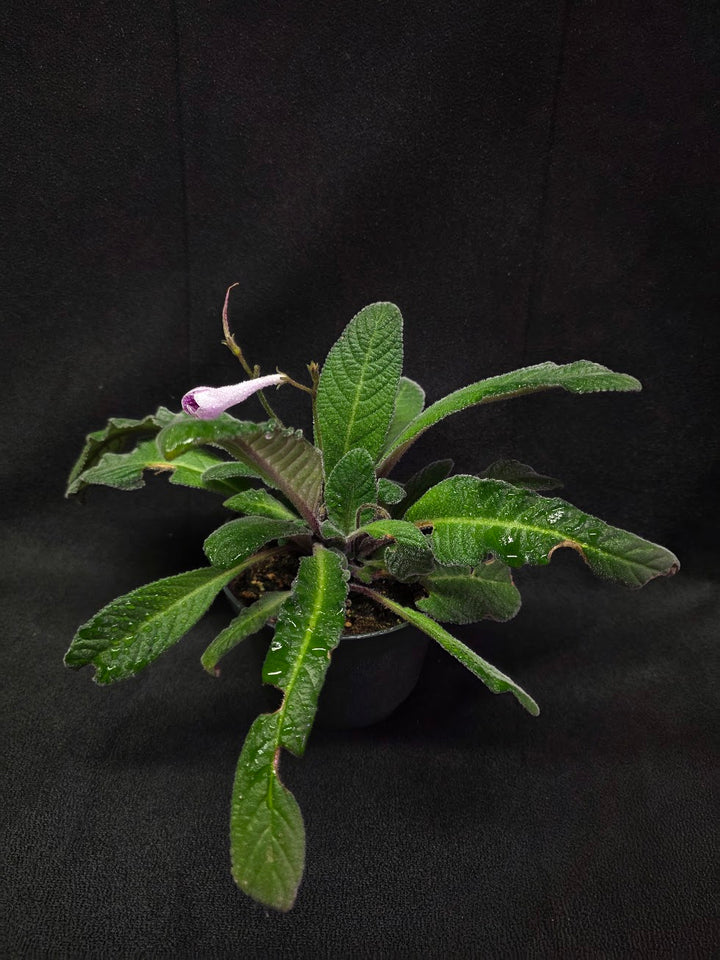 Streptocarpus Cherry Ice #01