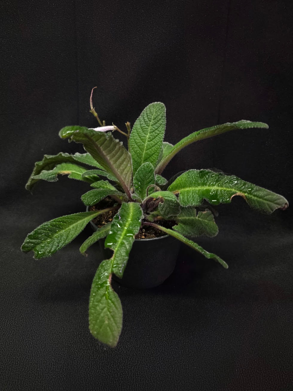 Streptocarpus Cherry Ice #01
