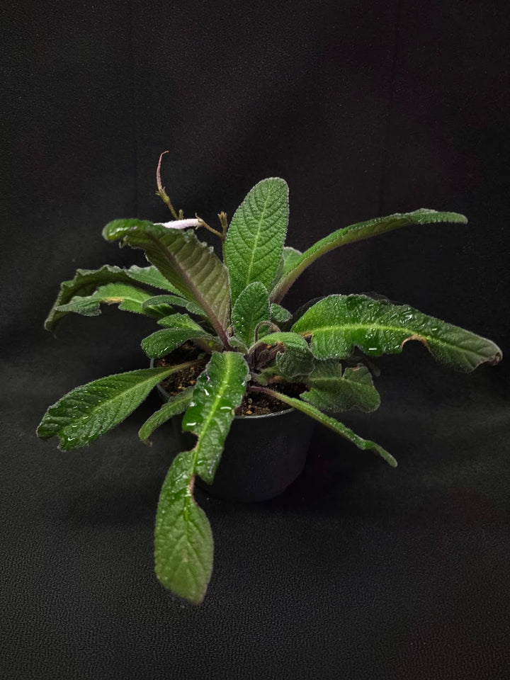 Streptocarpus Cherry Ice #01