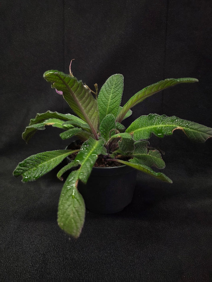 Streptocarpus Cherry Ice #01