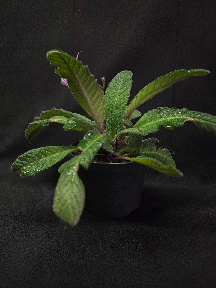 Streptocarpus Cherry Ice #01