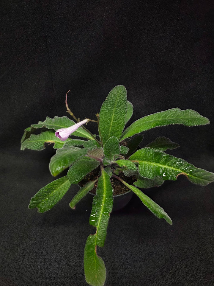 Streptocarpus Cherry Ice #01