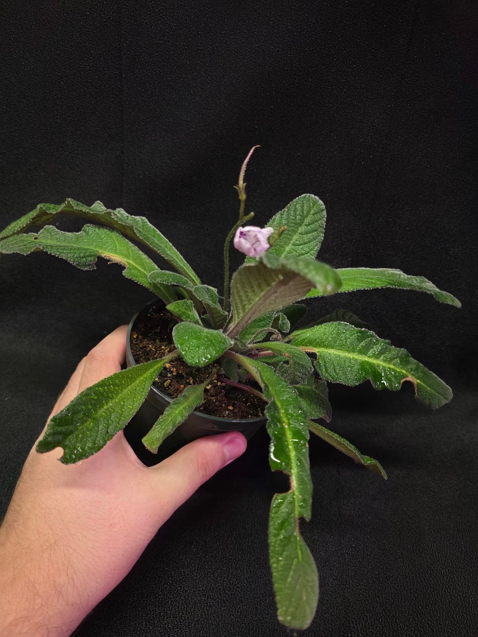 Streptocarpus Cherry Ice #01