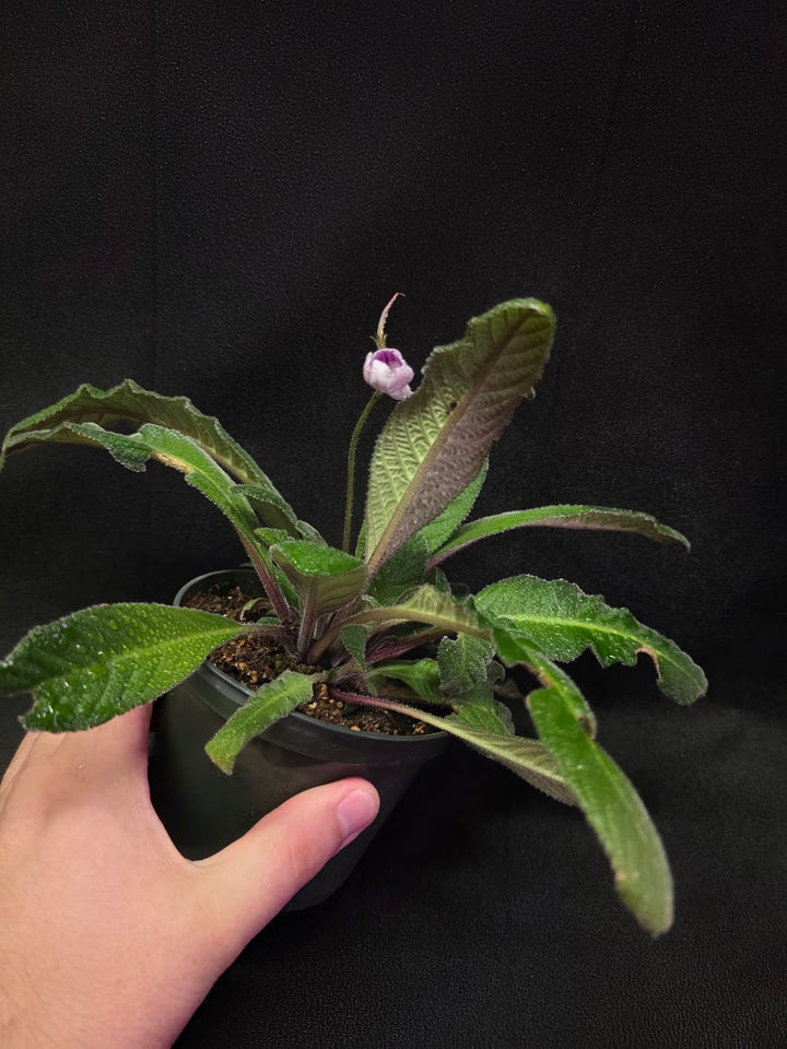 Streptocarpus Cherry Ice #01