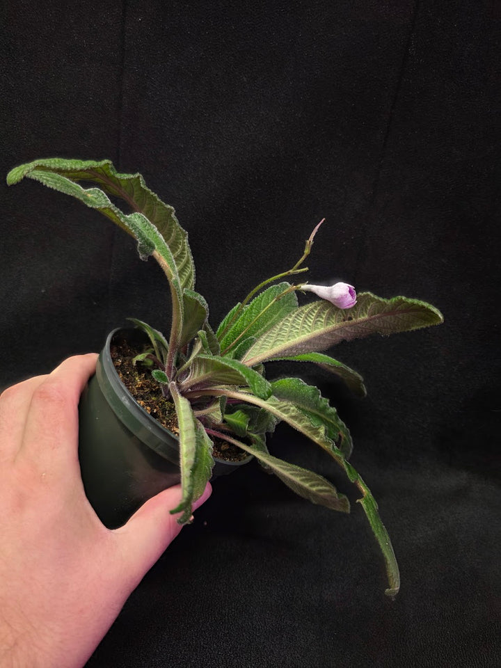 Streptocarpus Cherry Ice #01