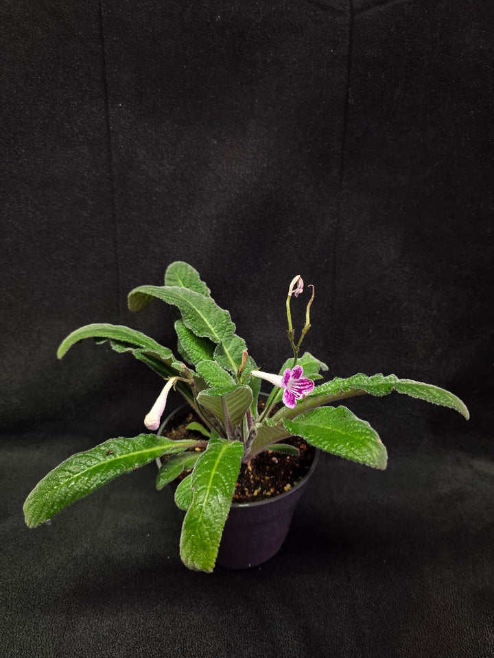Streptocarpus Cherry Ice #02