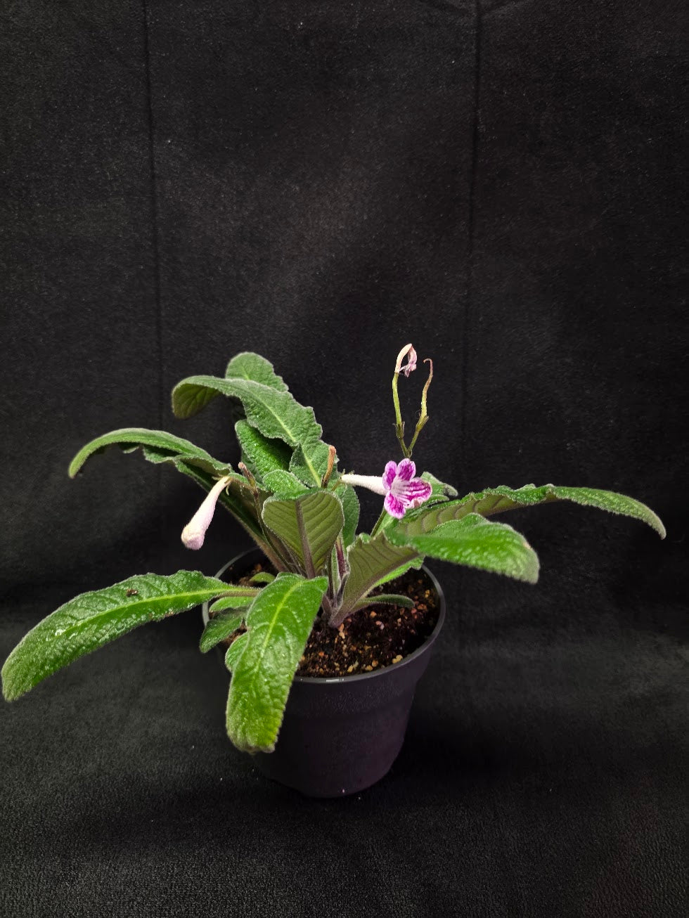 Streptocarpus Cherry Ice #02