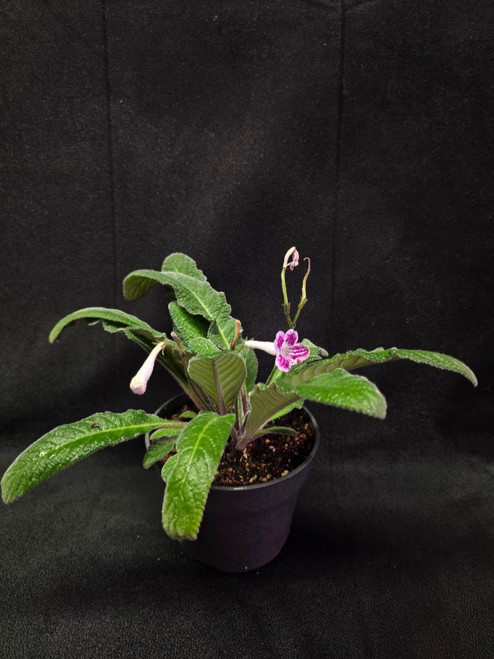 Streptocarpus Cherry Ice #02
