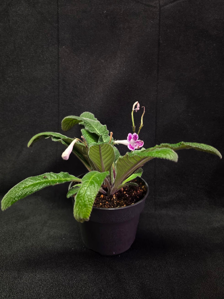 Streptocarpus Cherry Ice #02