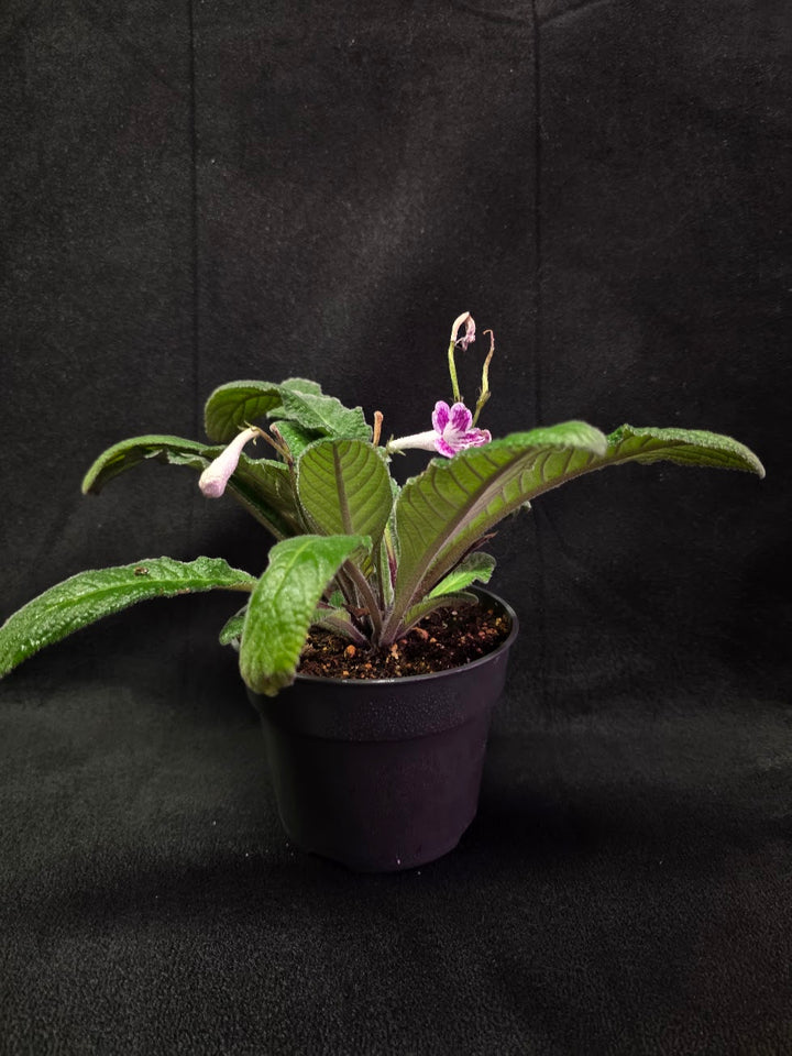 Streptocarpus Cherry Ice #02