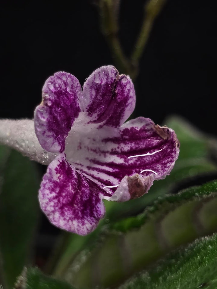 Streptocarpus Cherry Ice #02