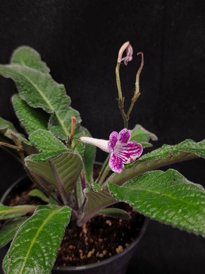 Streptocarpus Cherry Ice #02