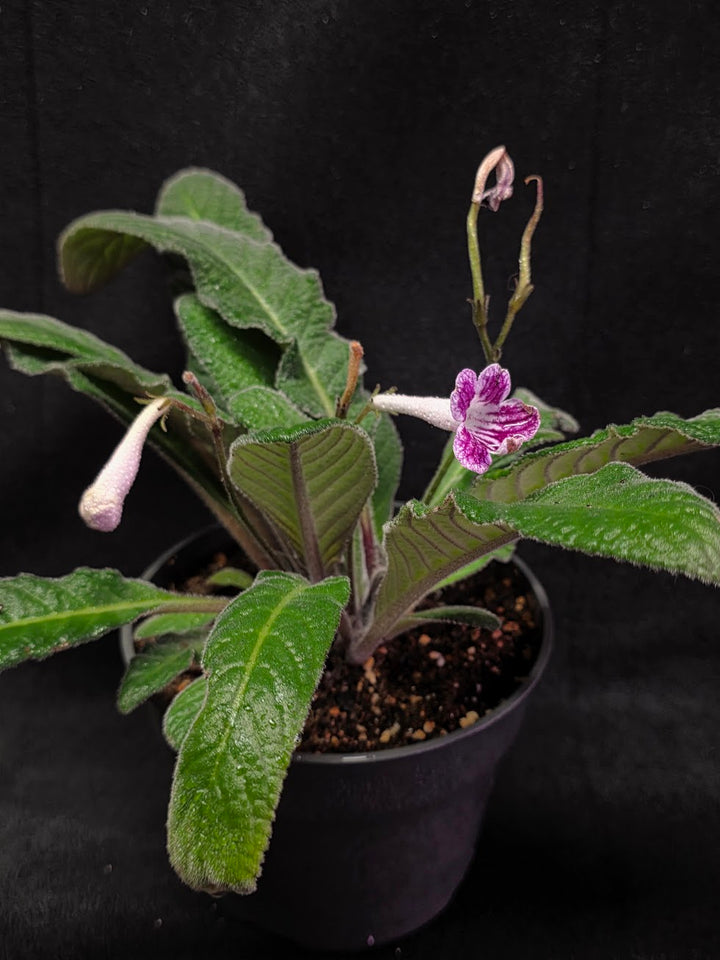Streptocarpus Cherry Ice #02