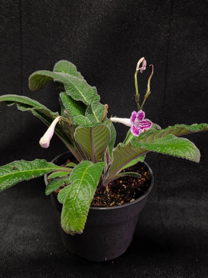 Streptocarpus Cherry Ice #02