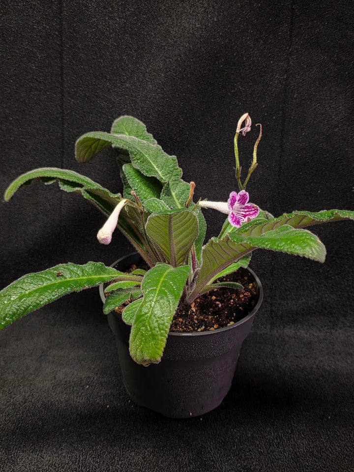 Streptocarpus Cherry Ice #02