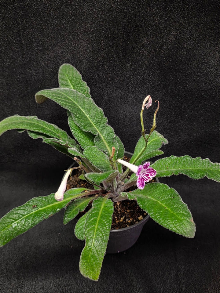 Streptocarpus Cherry Ice #02