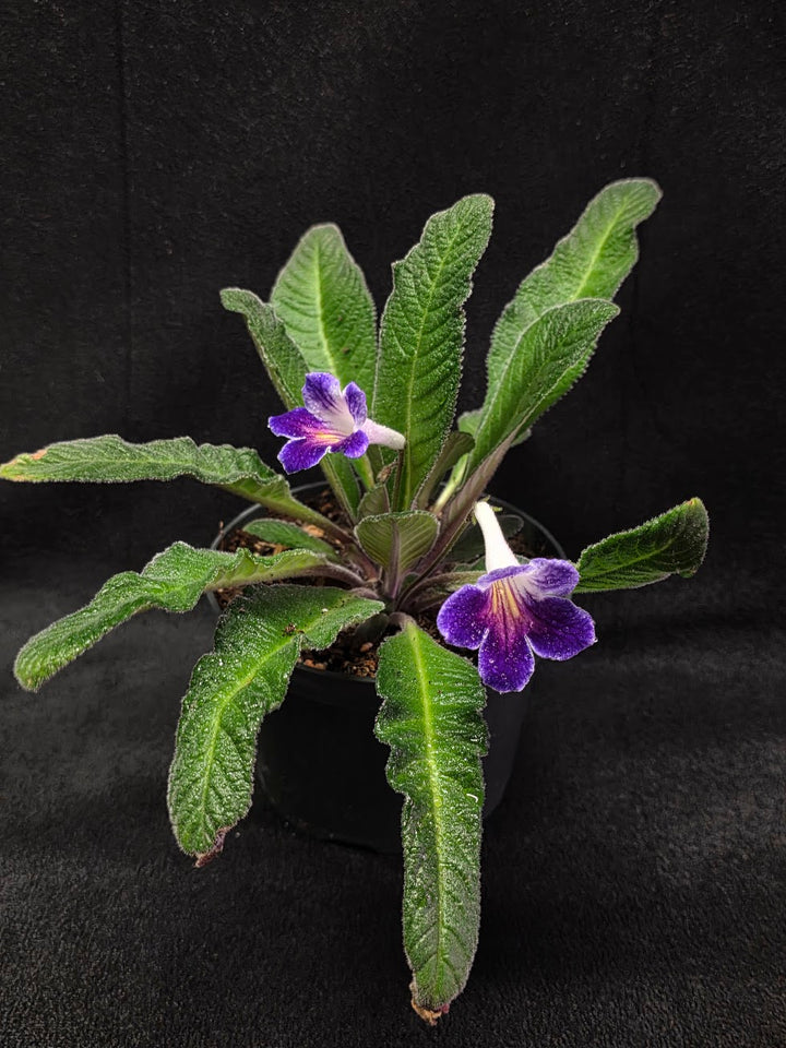 Streptocarpus Ladyslippers Azure #01