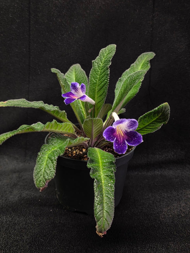 Streptocarpus Ladyslippers Azure #01