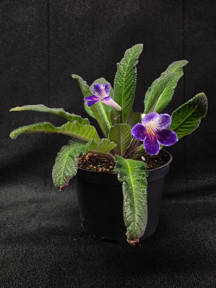Streptocarpus Ladyslippers Azure #01
