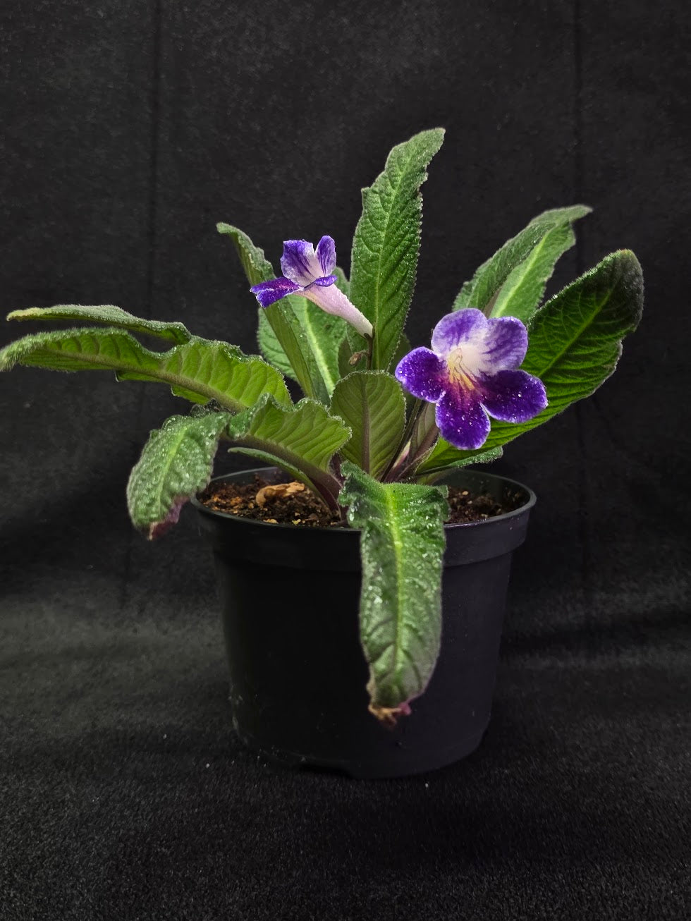 Streptocarpus Ladyslippers Azure #01