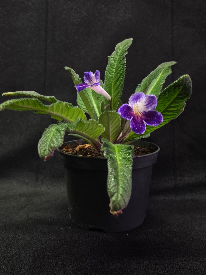 Streptocarpus Ladyslippers Azure #01