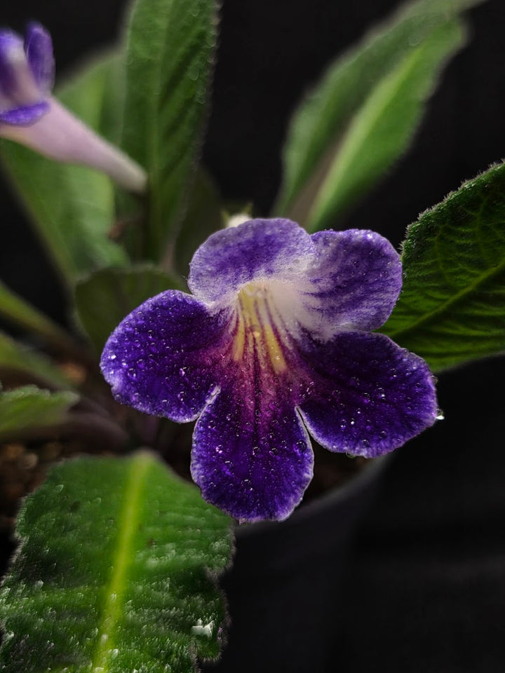 Streptocarpus Ladyslippers Azure #01