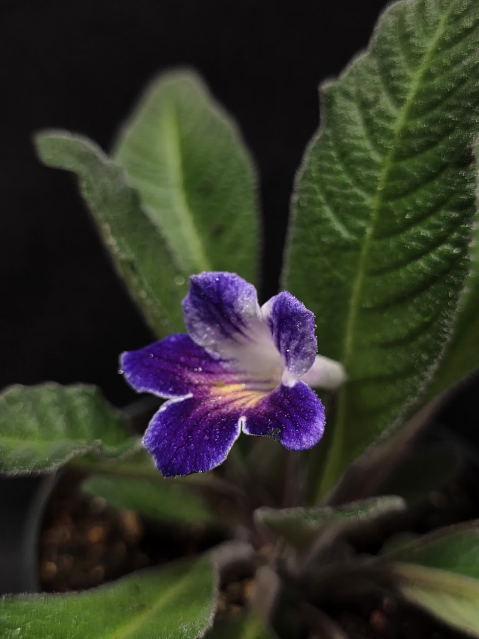 Streptocarpus Ladyslippers Azure #01
