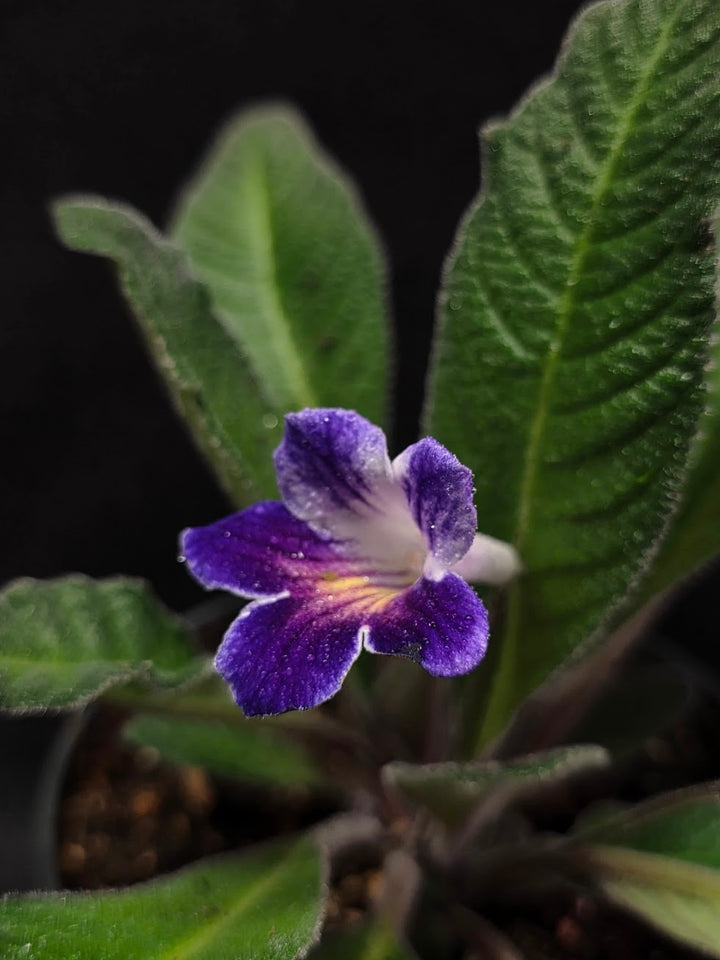 Streptocarpus Ladyslippers Azure #01