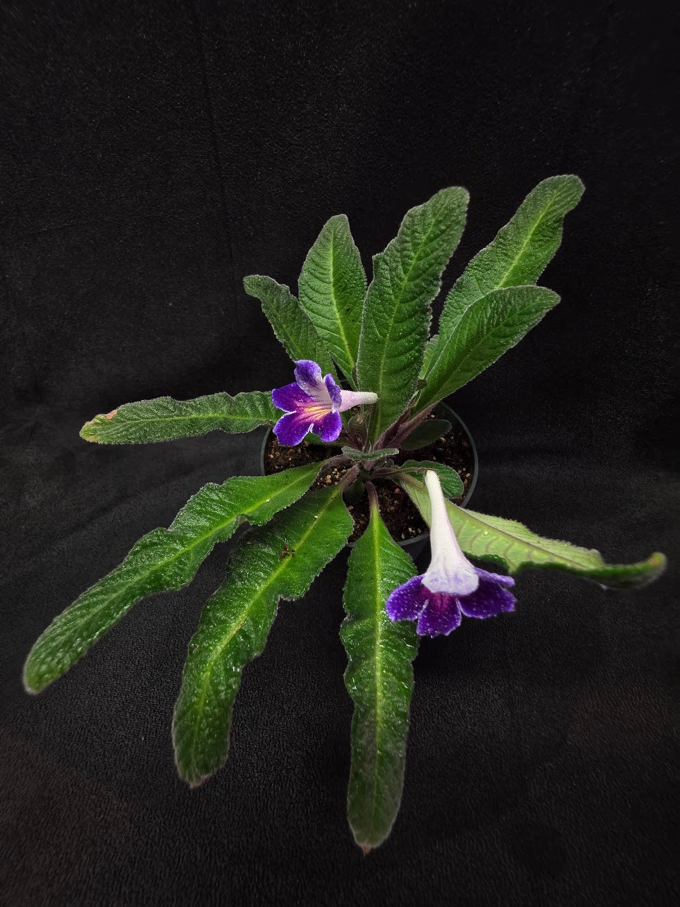 Streptocarpus Ladyslippers Azure #01