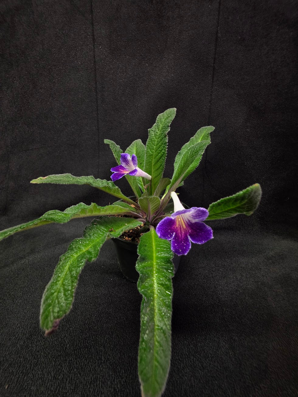 Streptocarpus Ladyslippers Azure #01