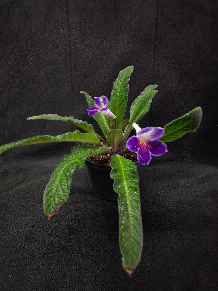 Streptocarpus Ladyslippers Azure #01