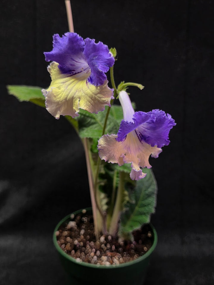 Streptocarpus Verso #01