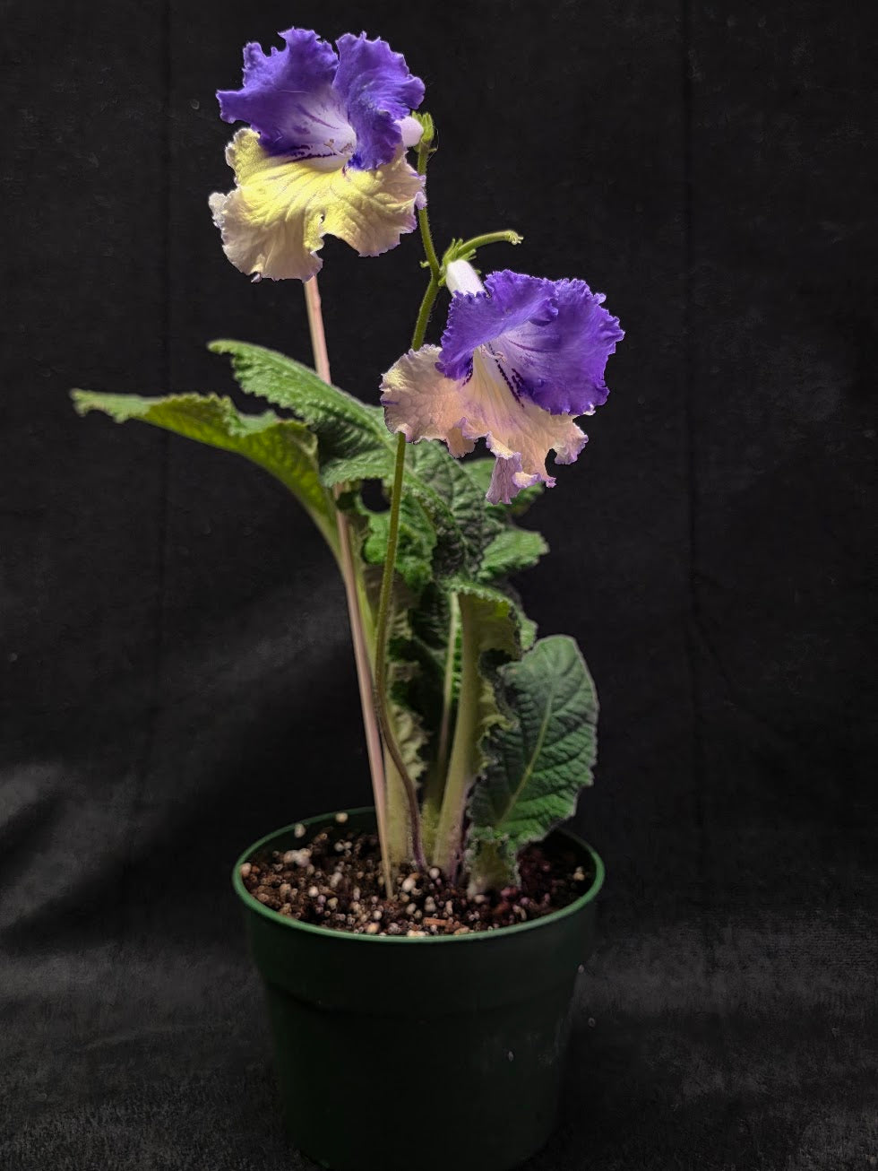 Streptocarpus Verso #01