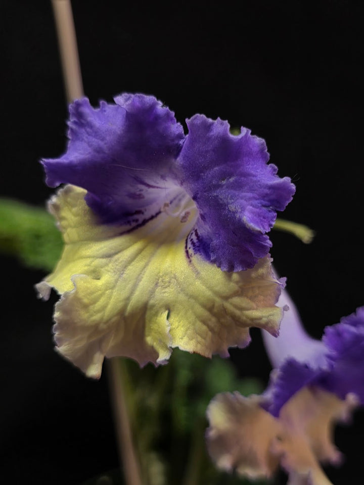 Streptocarpus Verso #01