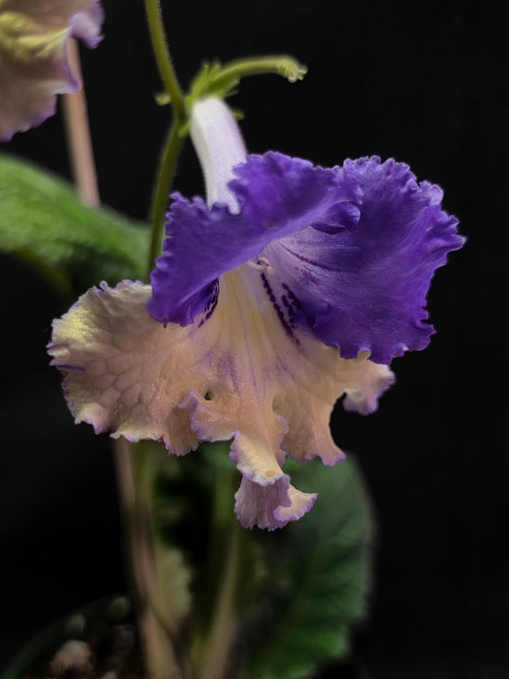 Streptocarpus Verso #01