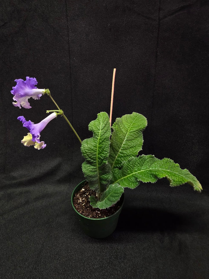 Streptocarpus Verso #01