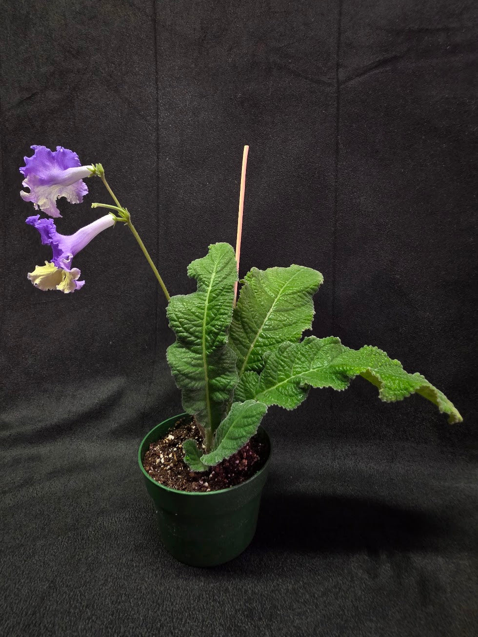 Streptocarpus Verso #01