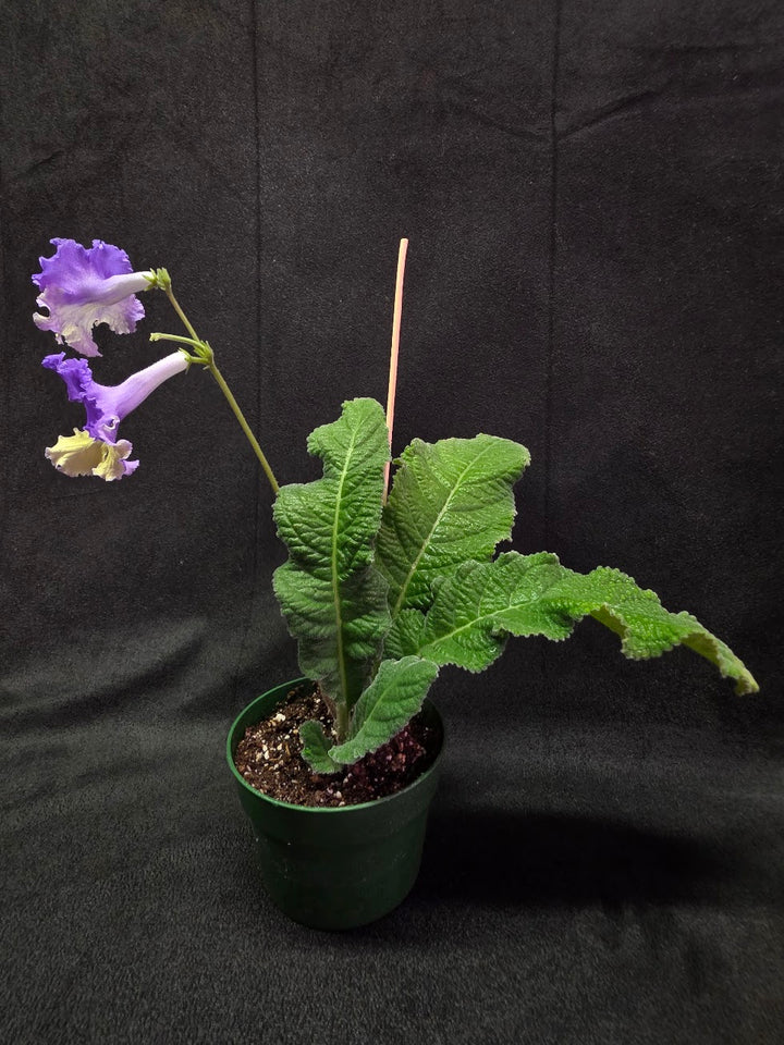 Streptocarpus Verso #01